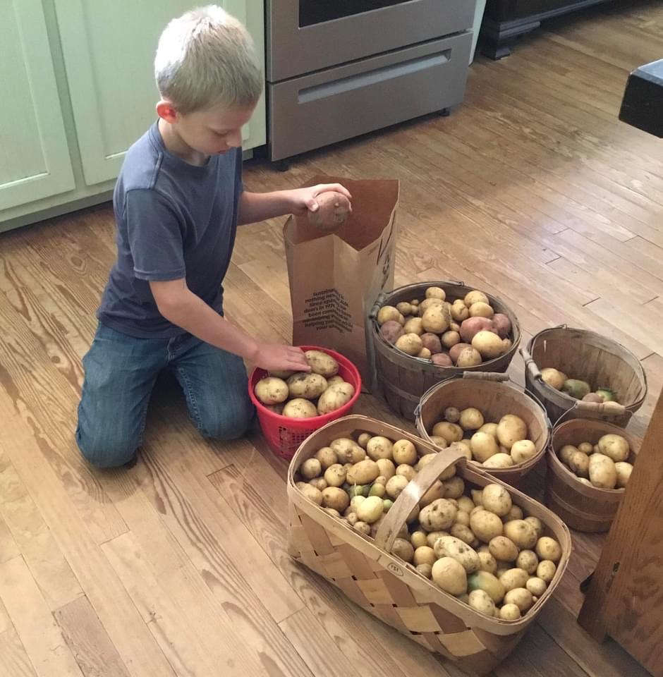 نگهداری سیب زمینی در خانه برای مدت طولانی