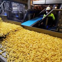 تولید سیب زمینی نیمه آماده منجمد: کیفیت برتر، طعمی تازه