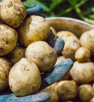 مرکز فروش بی واسطه انواع سیب زمینی